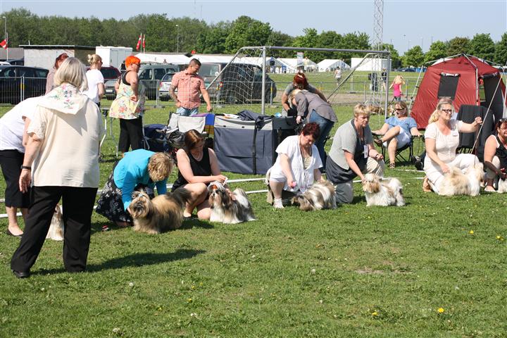 Shih Tzu Danmark